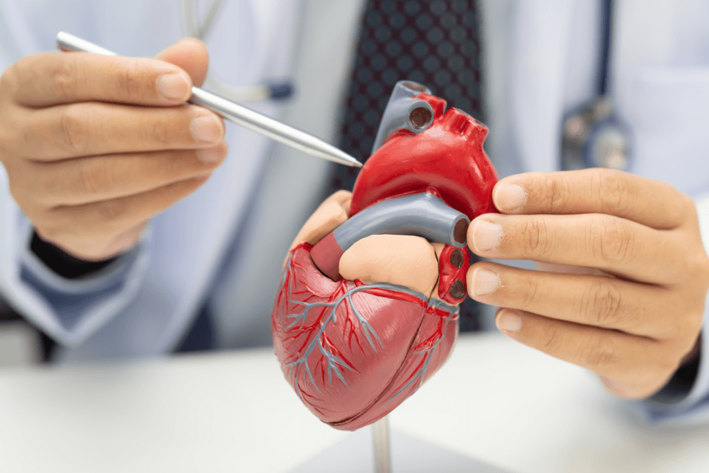Facts About Your Heart