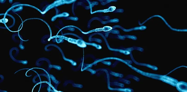 How to Increase Low Sperm Count in Men 1 How to increase your sperm count